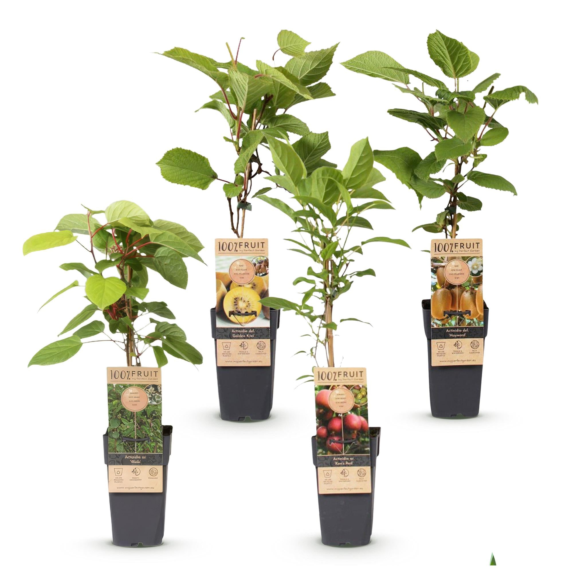 Fruitplant - Actinidia Weiki & Hayward, Ken,s Red, Golden Kiwi - Kiwiplant - 1 Mannelijke - 3 Vrouwelijke - Planten - Groen-Rood-Geel - Pot 15cm - Hoogte 50cm