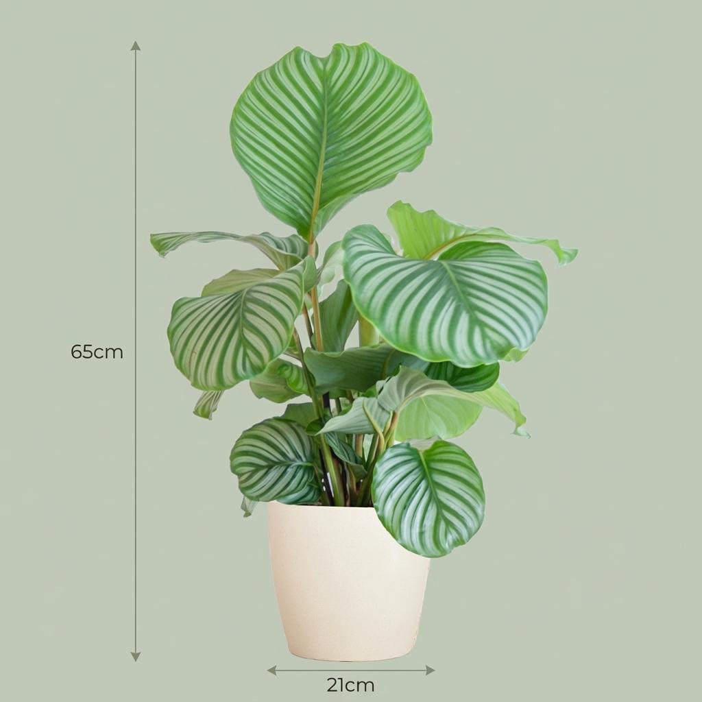 Calathea Orbifolia met Potter wit - 65cm - Ø21