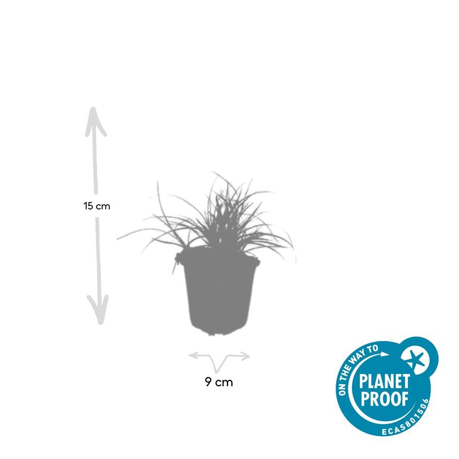12x Luzula nivea - ↕10-25cm - Ø9cm