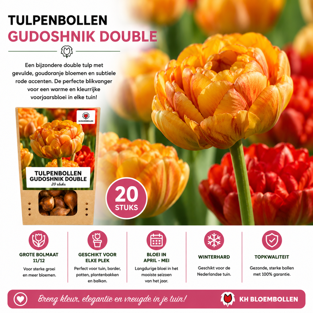 Tulpenbollen Gudoshnik Double – 20 Stuks | KH Bloembollen® | Geel, Oranje & Rode Dubbelbloemige Tulp – Pioenachtig & Kleurrijk – Voor Tuin of Pot – Maat 11/12 – Vers van de Teler