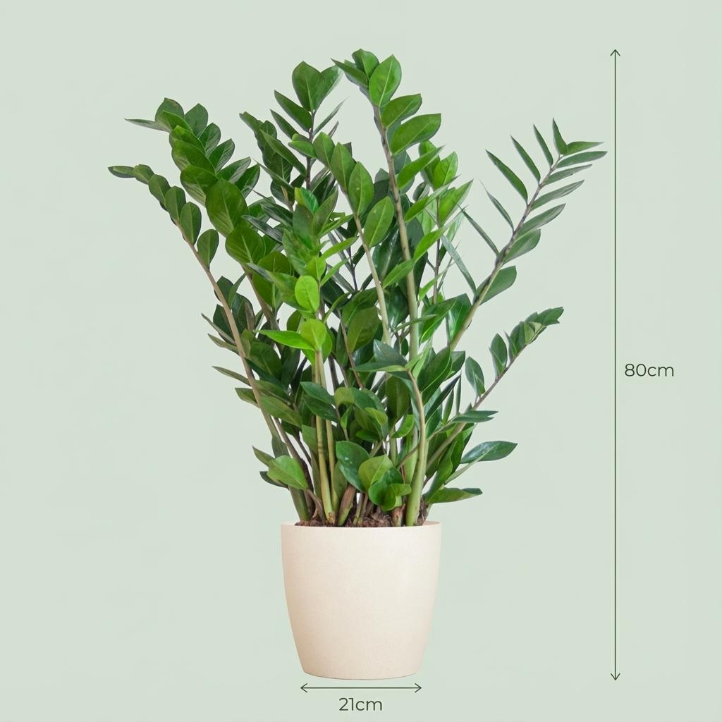Zamioculcas Zamiifolia met Potter wit - 80cm - Ø21