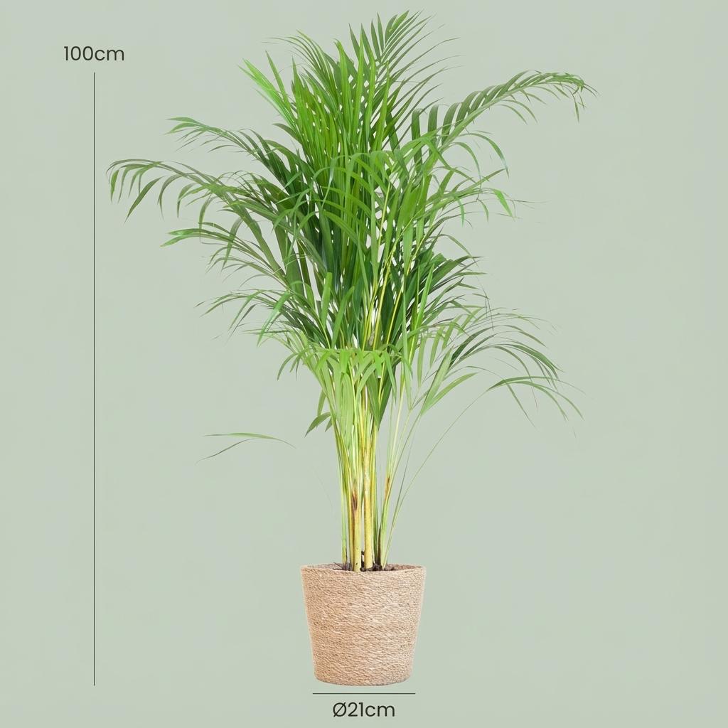 Areca Palm (Dypsis) met Zeegras mand naturel - 100cm - Ø21