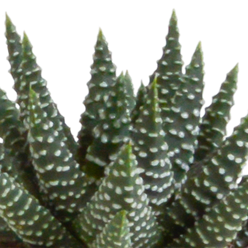 Gasteria/Haworthia mix 5,5cm - 5x - in Mexicaanse pot