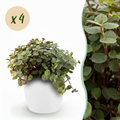 Kamerplant - Calissia repens - Kattengras - Huisdiervriendelijk - Groen - 4 Planten - met Potter Wit - Pot 12cm - Hoogte 17-20cm