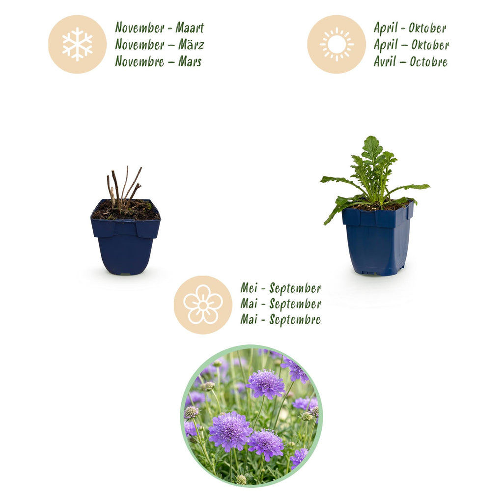 Vasteplant - Scabiosa Duo - Duifkruid - Bijen en Vlinderlokkers - Paars - Roze - 6 Planten - Pot 11cm - Hoogte 15-25cm