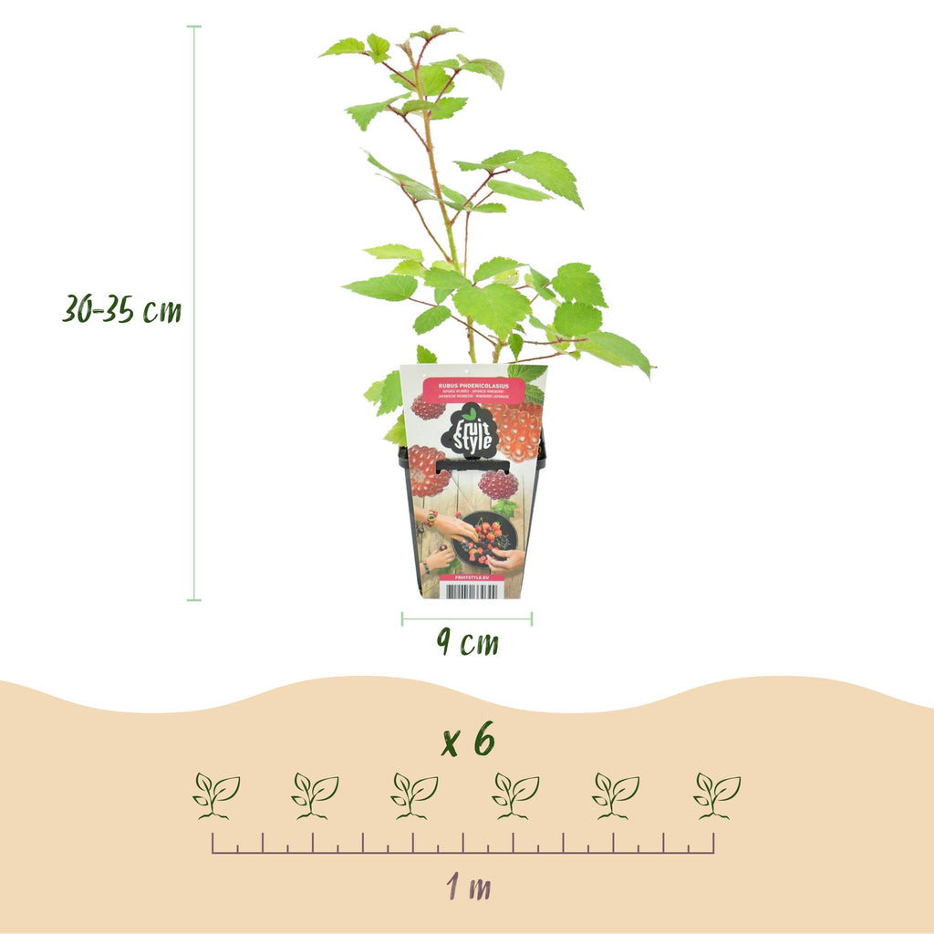 Fruitplanten - Japanse Wijnbes - Rubus Phoenicolasius - Winterhard - 6 Planten - Pot 9 cm - Rode Bes