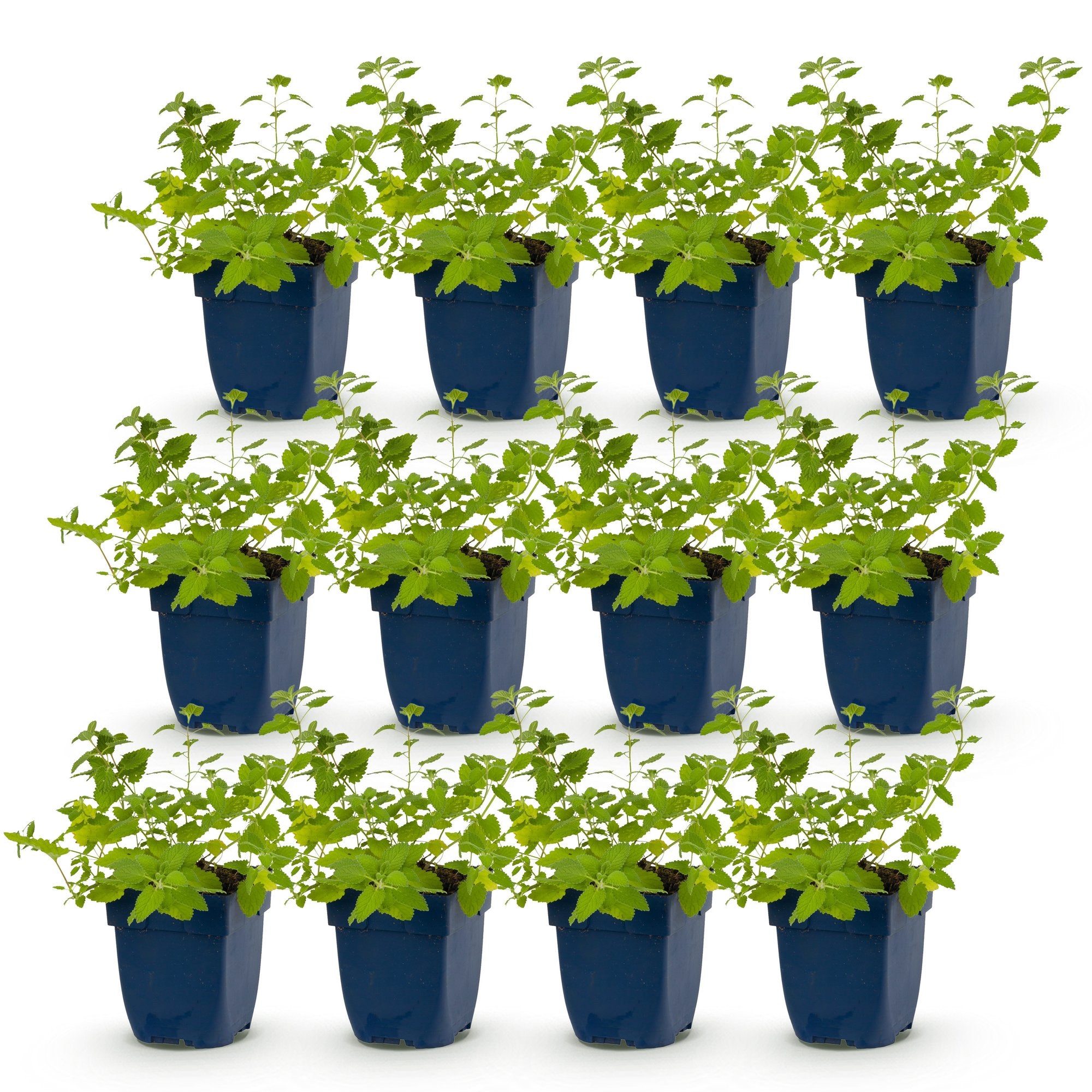 Vasteplant - Nepeta faassenii Walker's Low - Kattenkruid - Bijen en Vlinderlokkers - Blauw - 12 Planten - Pot 11cm - Hoogte 15-25cm