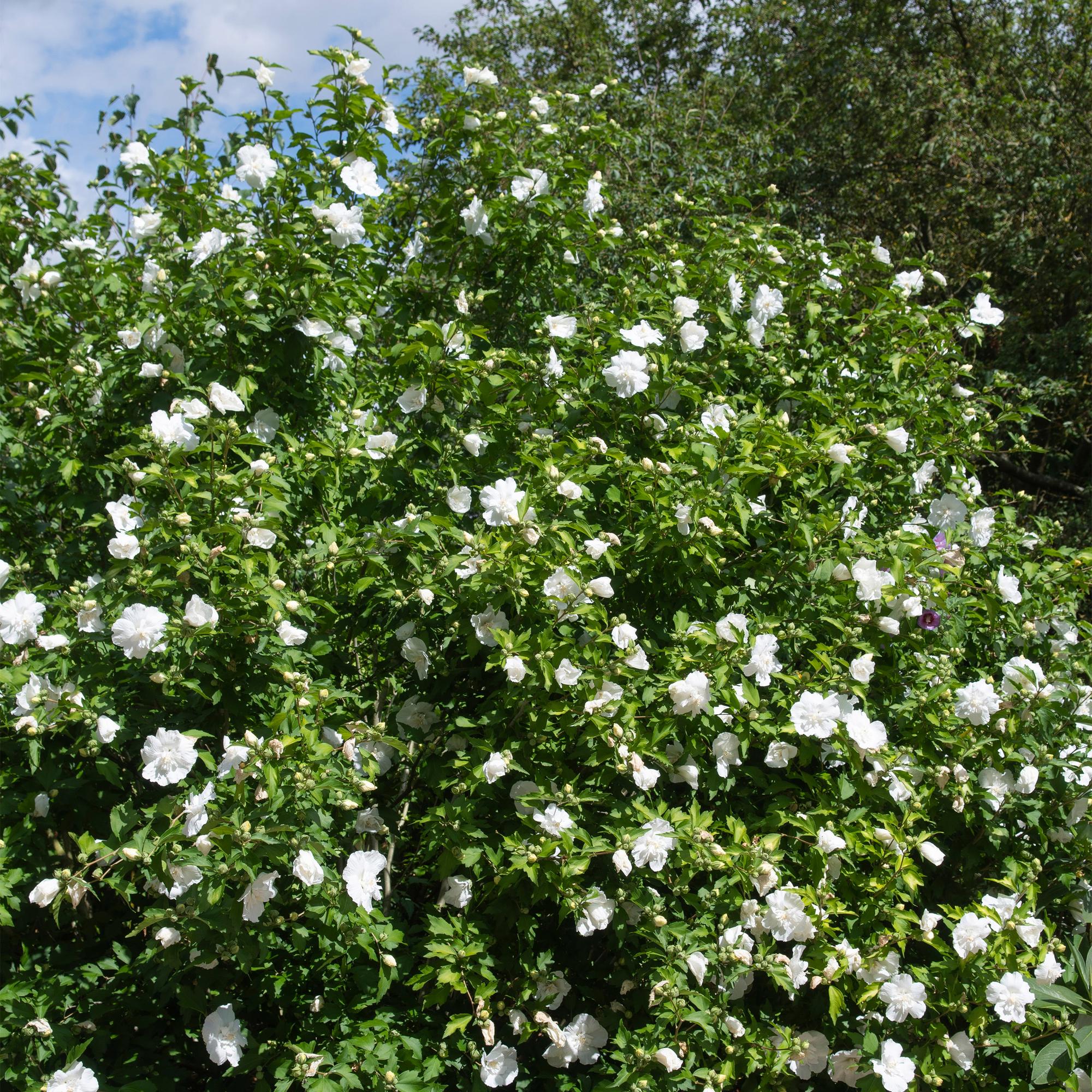 Plant op Stam - Hibiscus syriacus White Chiffon® - Terras Plant - Bladverliezend - Winterhard - Witte Bloem - Pot 19cm Hoogte 90cm