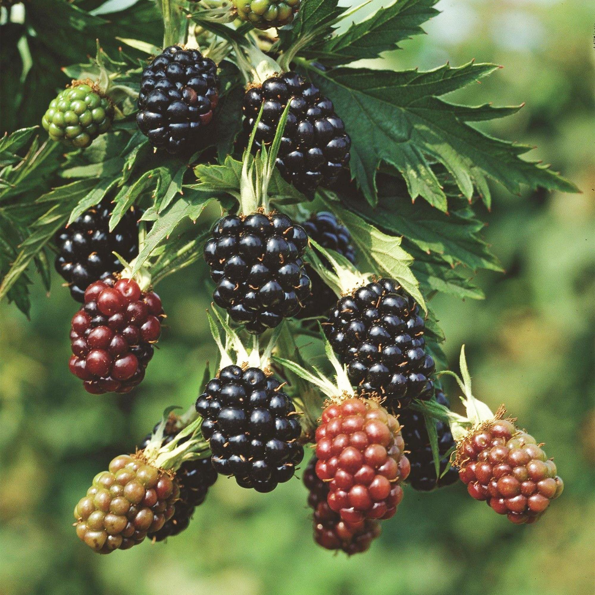 Fruitplant - Rubus fruticosus Thornless Evergreen - Bramenplant - Doornloos - Zwarte Braam - 2 Planten - Pot 15cm - Hoogte 50cm
