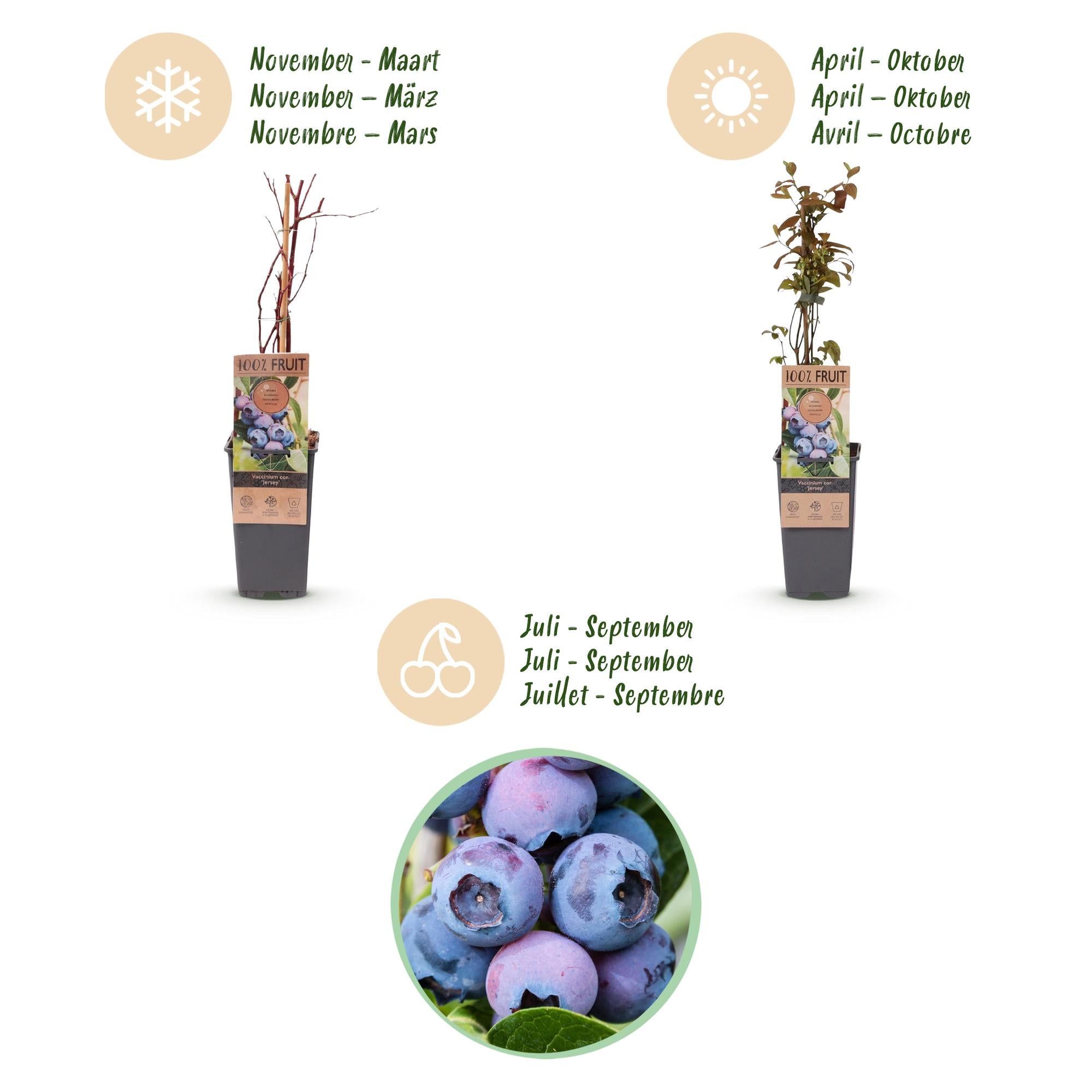 Fruitplant - Vaccinium corymbosum Jersey - Bosbes - Winterhard - Blauwe Bes - 2 Planten - Pot 15cm - Hoogte 50cm