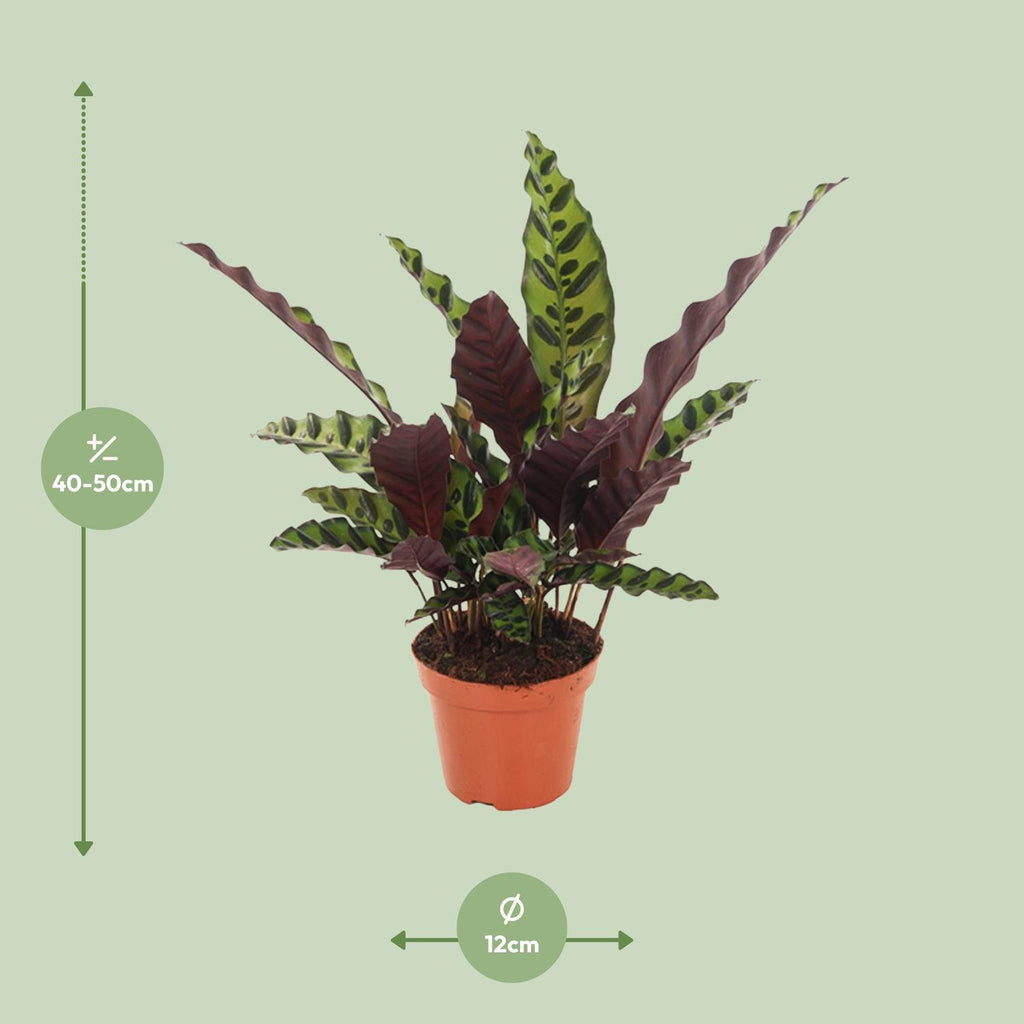 Calathea Insignis - Ø12cm - ↕30cm