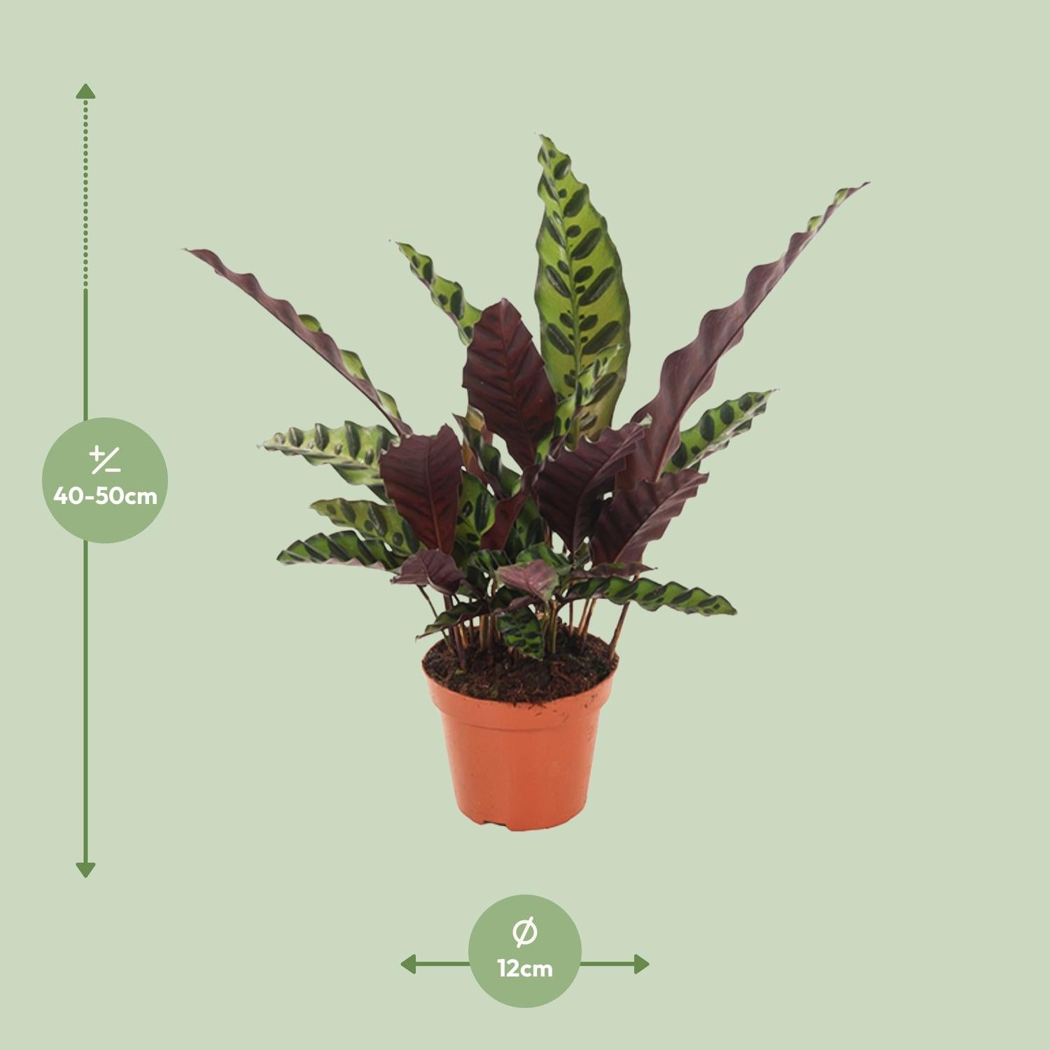 Calathea Insignis - Ø12cm - ↕30cm