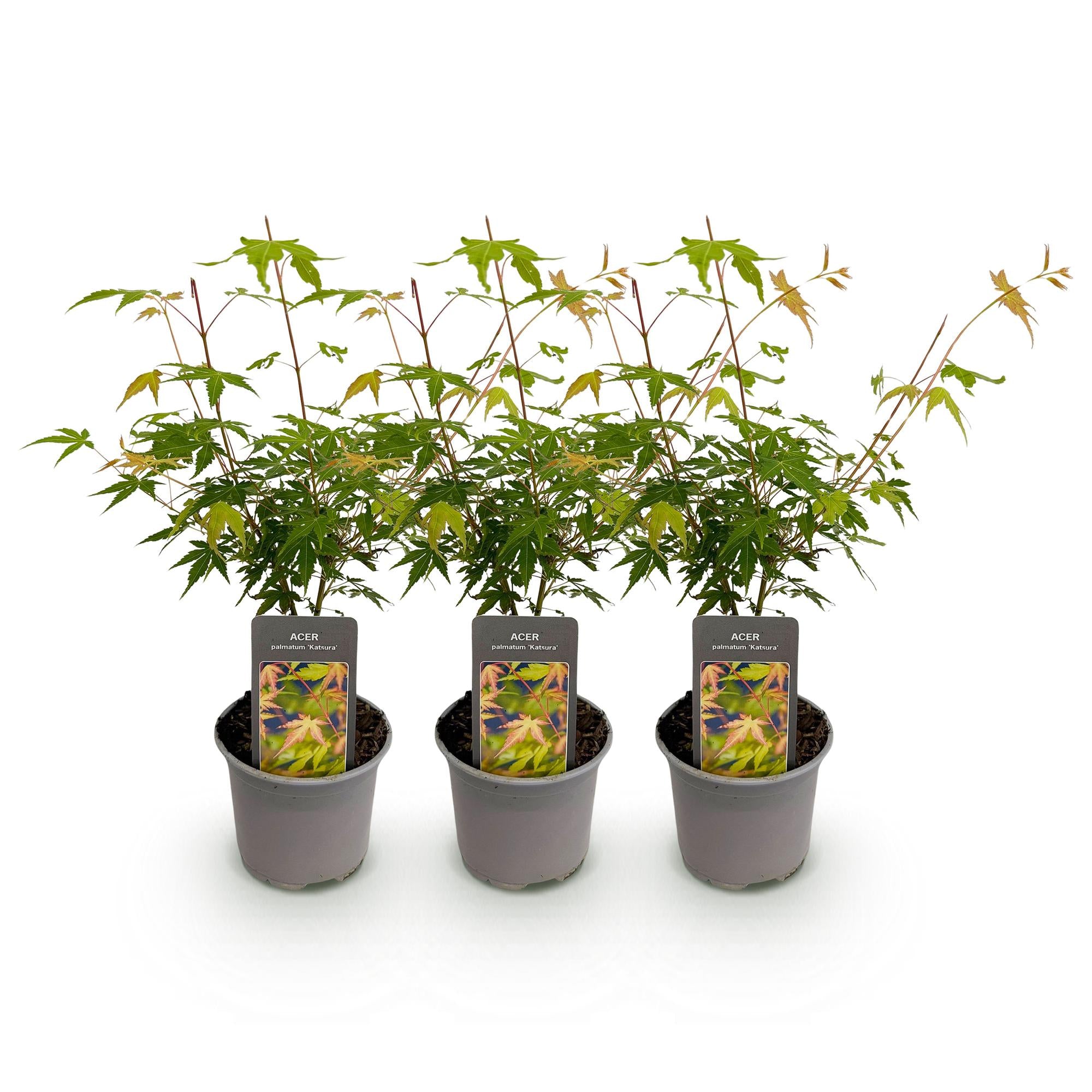 Tuinplant - Acer palmatum Katsura - Oranje - 3 Planten - Bladverliezend - Weinig Onderhoud - Pot 12cm Hoogte 35cm