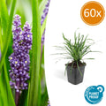 60x Liriope muscari 'Big Blue' - ↕10-25cm - Ø9cm