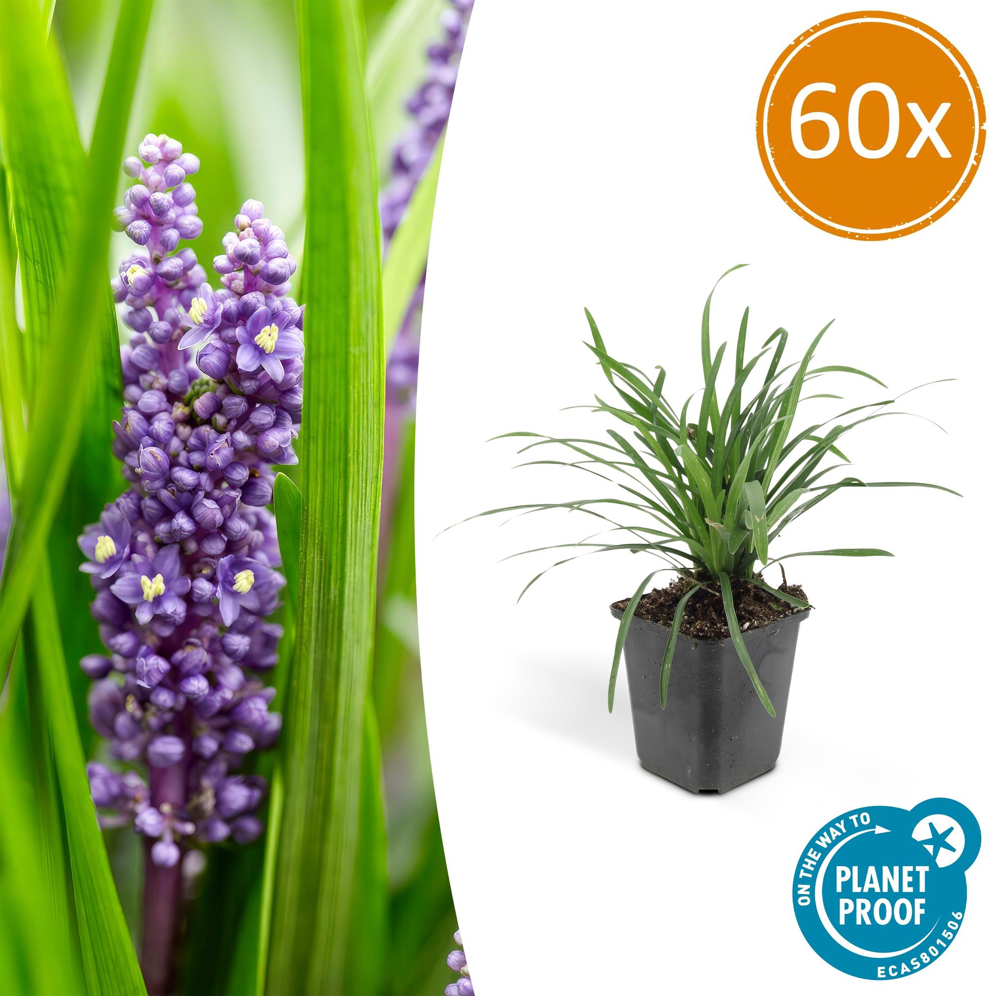 60x Liriope muscari 'Big Blue' - ↕10-25cm - Ø9cm