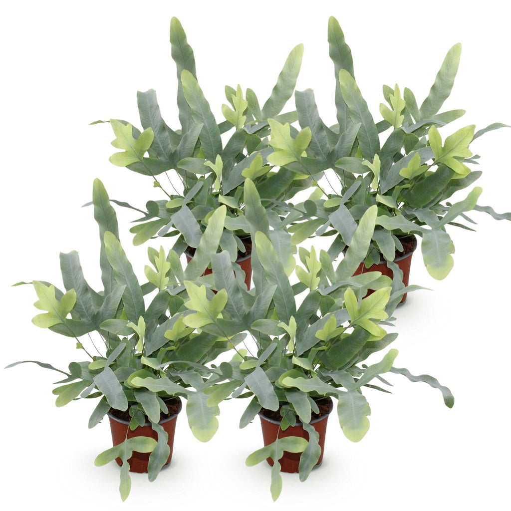 Kamerplant - Phlebodium aureum Blue Star - Blauwe Varen - Huisdiervriendelijk - Blauw - 4 Planten - Pot 12cm - Hoogte 25-30cm