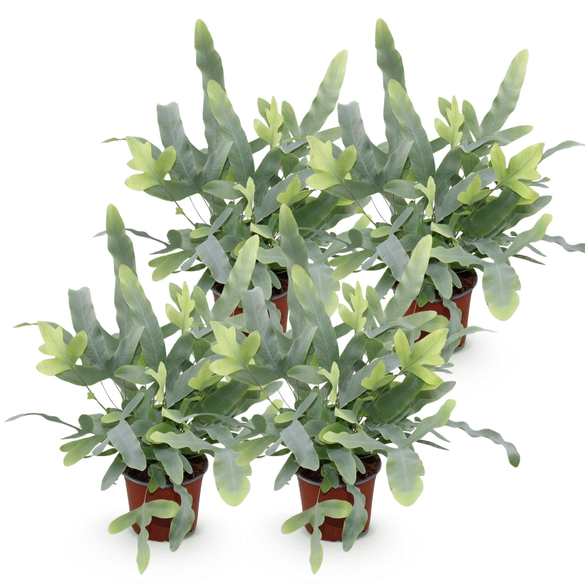 Kamerplant - Phlebodium aureum Blue Star - Blauwe Varen - Huisdiervriendelijk - Blauw - 4 Planten - Pot 12cm - Hoogte 25-30cm