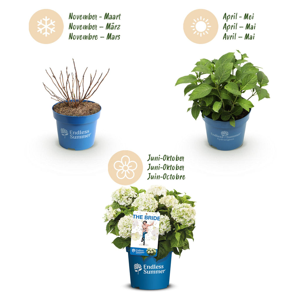 Tuinplant - Hydrangea Endles Summer The Bride - Hortensia - Winterhard - Wit - 8 Planten - Pot 14cm -Hoogte 20-25cm