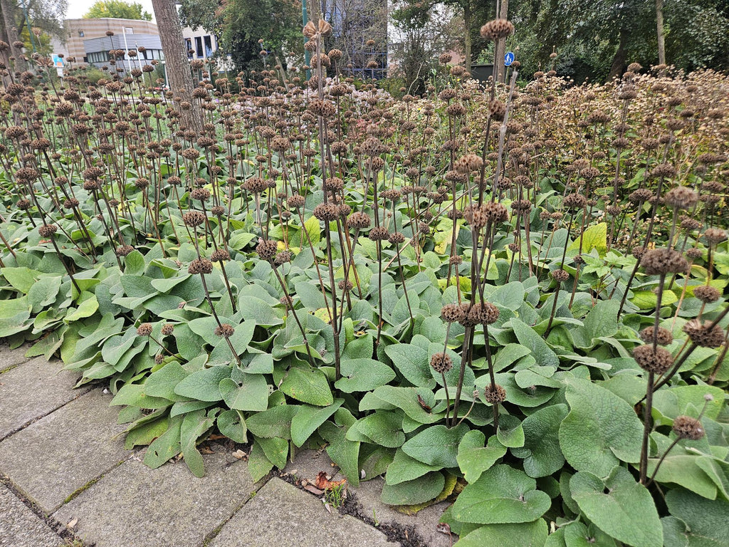 6x Phlomis russeliana - ↕10-25cm - Ø9cm