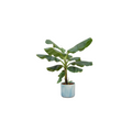 Combi deal - Bananenplant (Musa) inclusief Ocean Round atlantisch blauw Ø22 - 110 cm