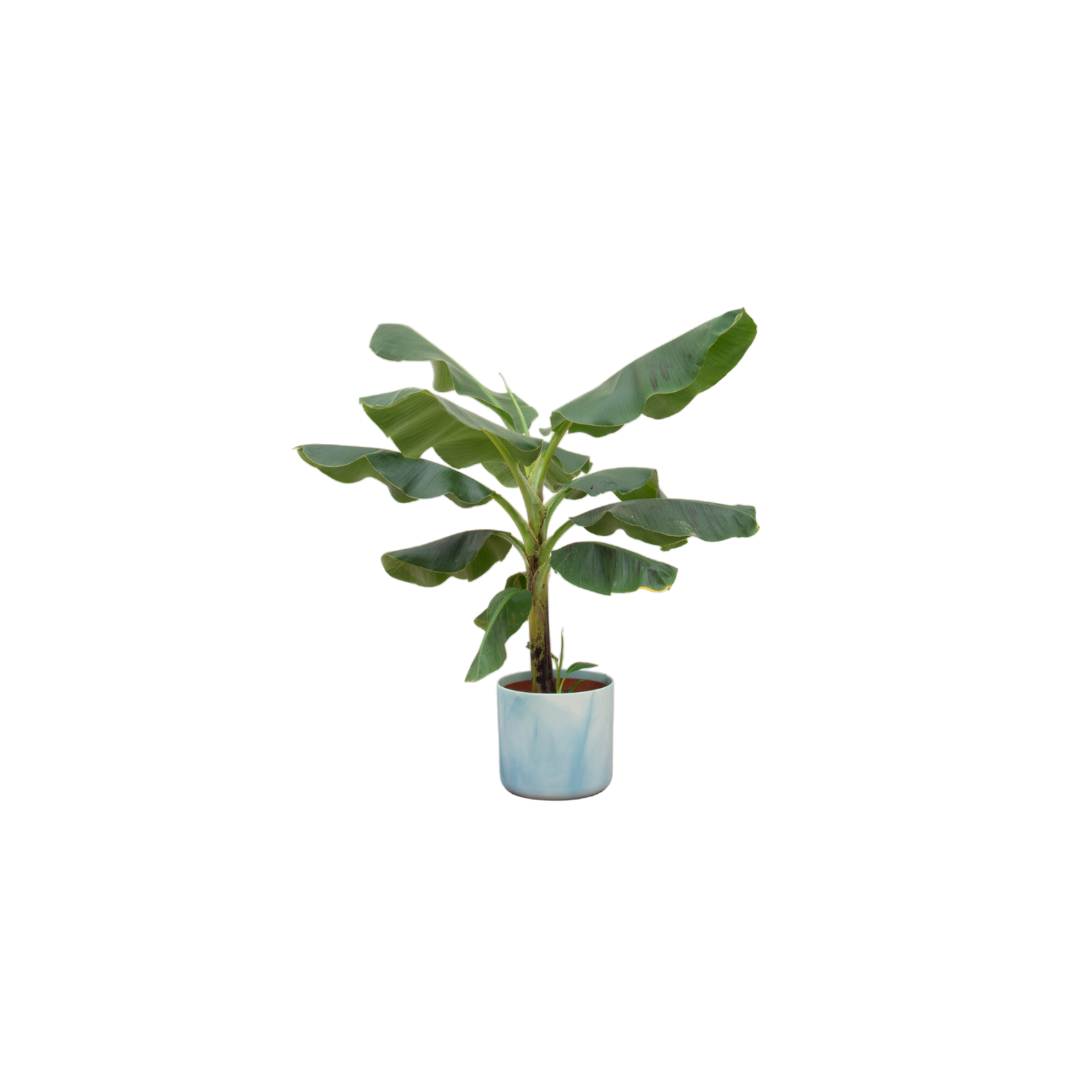 Combi deal - Bananenplant (Musa) inclusief Ocean Round atlantisch blauw Ø22 - 110 cm