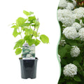 Pluim Hortensia - Hydrangea arborescens Annabelle - Bloem Wit - 1 Plant - Bladverliezend - Grote Bloemen - Pot 17cm Hoogte 50cm