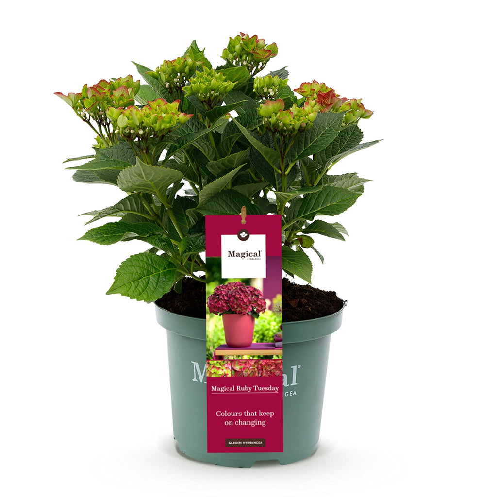 Terrasplant - Hortensia - Hydrangea Magical Teusday & Saphire - Rood - 6-10 Bloemen - Pot 23cm Hoogte 55cm