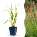 Grassen - Molinia caer. Heidebraut - Pijpestrootje - Met Pluim - Groen - 12 Planten - Pot 11cm - Hoogte 15-25cm