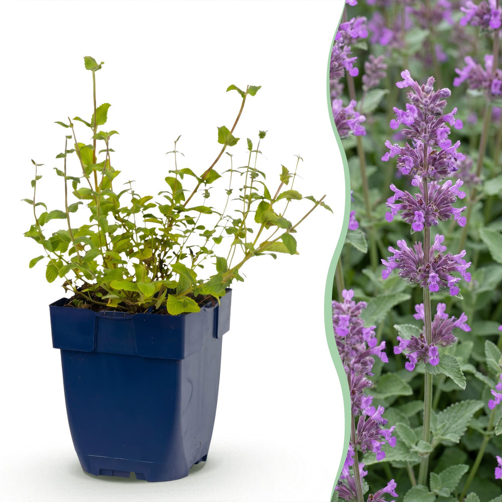 Vasteplant - Nepeta rac. Grog - Kattenkruid - Bijen- en vlinderlokkers - Blauw - 24 Planten - Pot 11cm - Hoogte 15-25cm