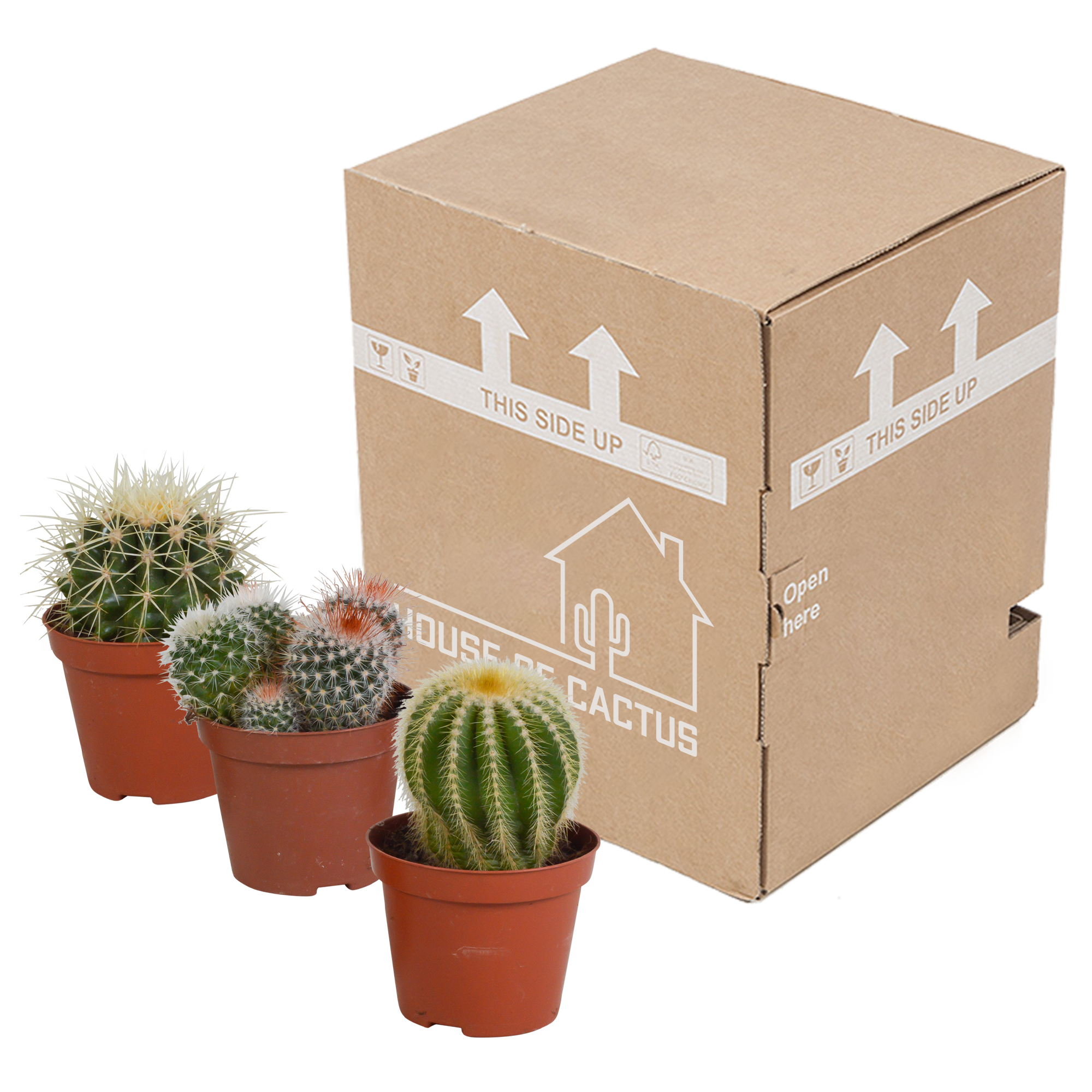 Bolcactus mix 8,5 cm | 3 stuks - zonder pot