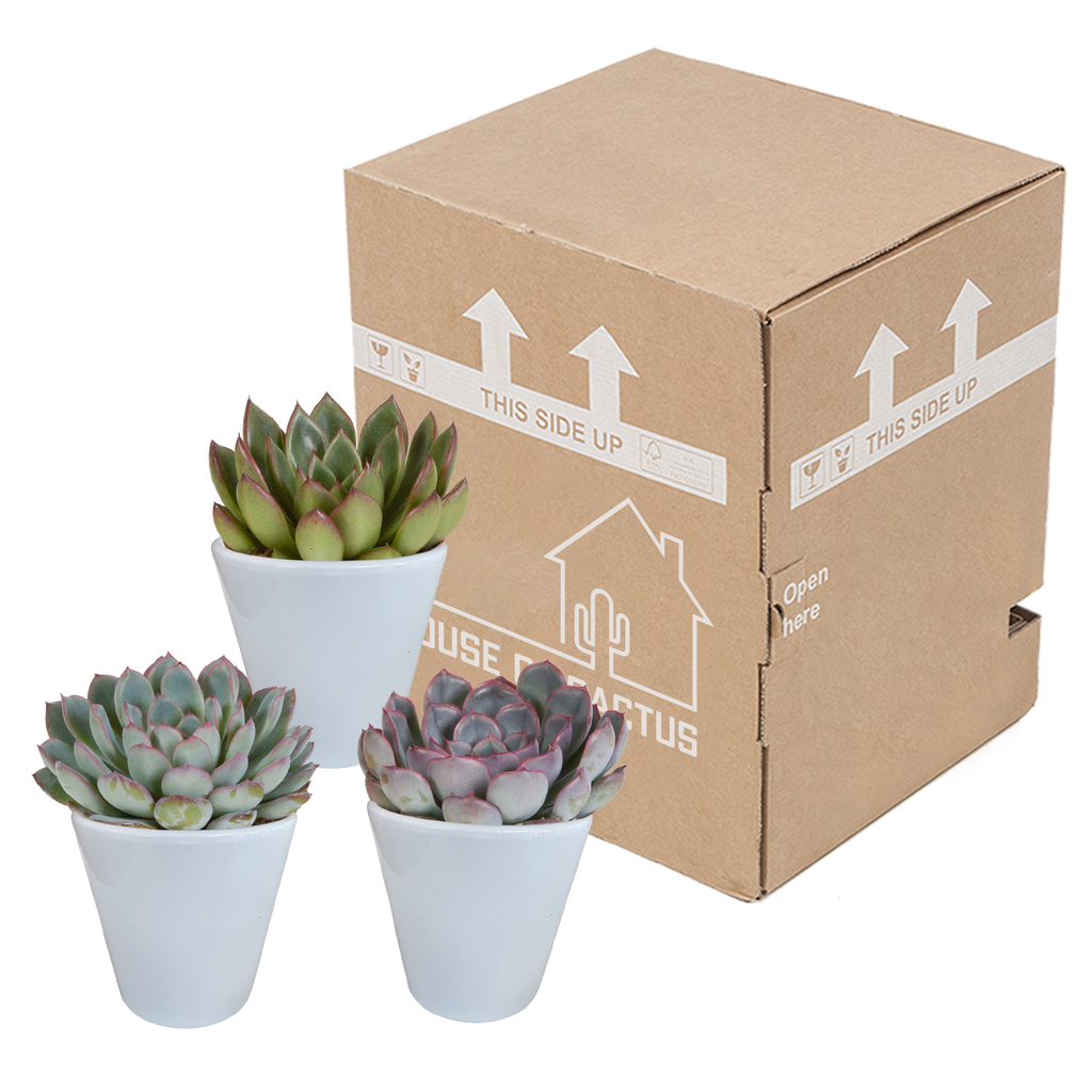 Echeveria mix 8.5 cm - 3x - in witte pot