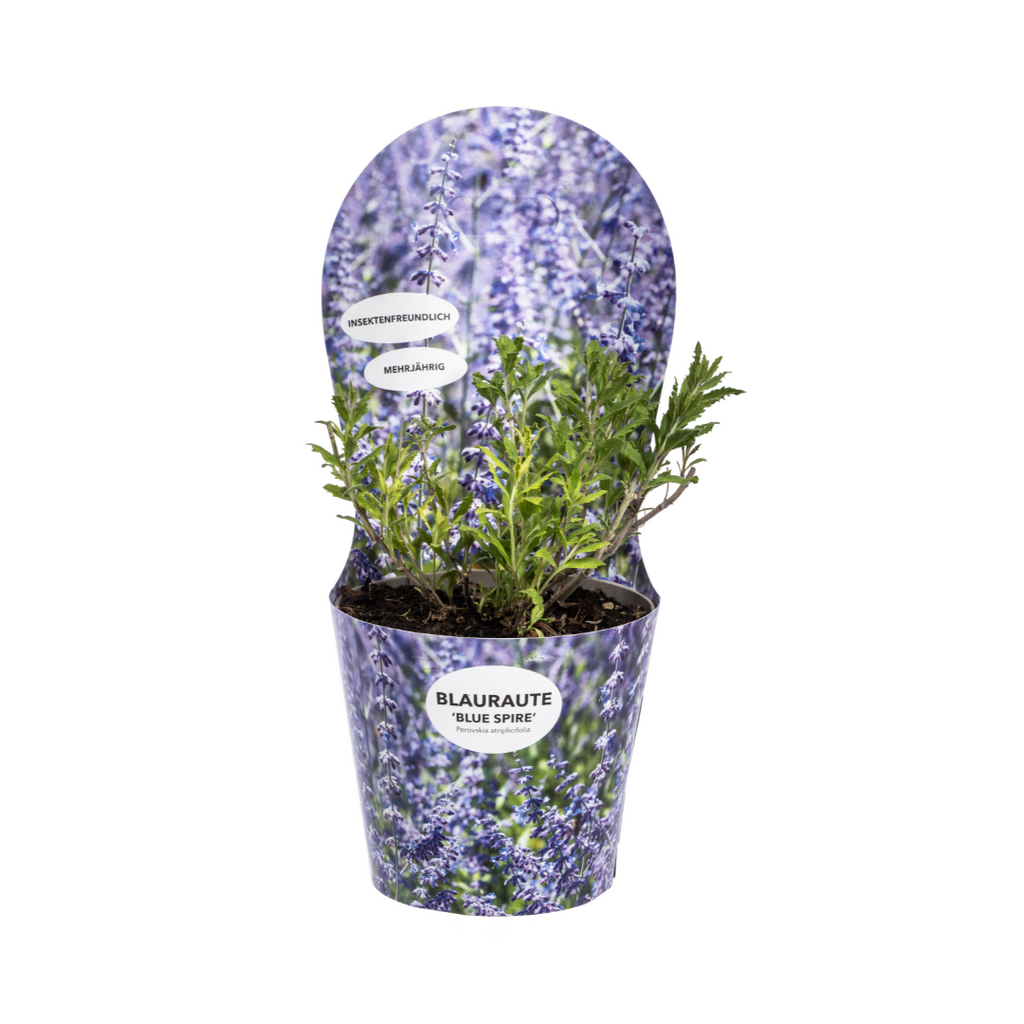 Perovskia Atriplicifolia mit Potcover Ø19cm - ↕30 - 40cm
