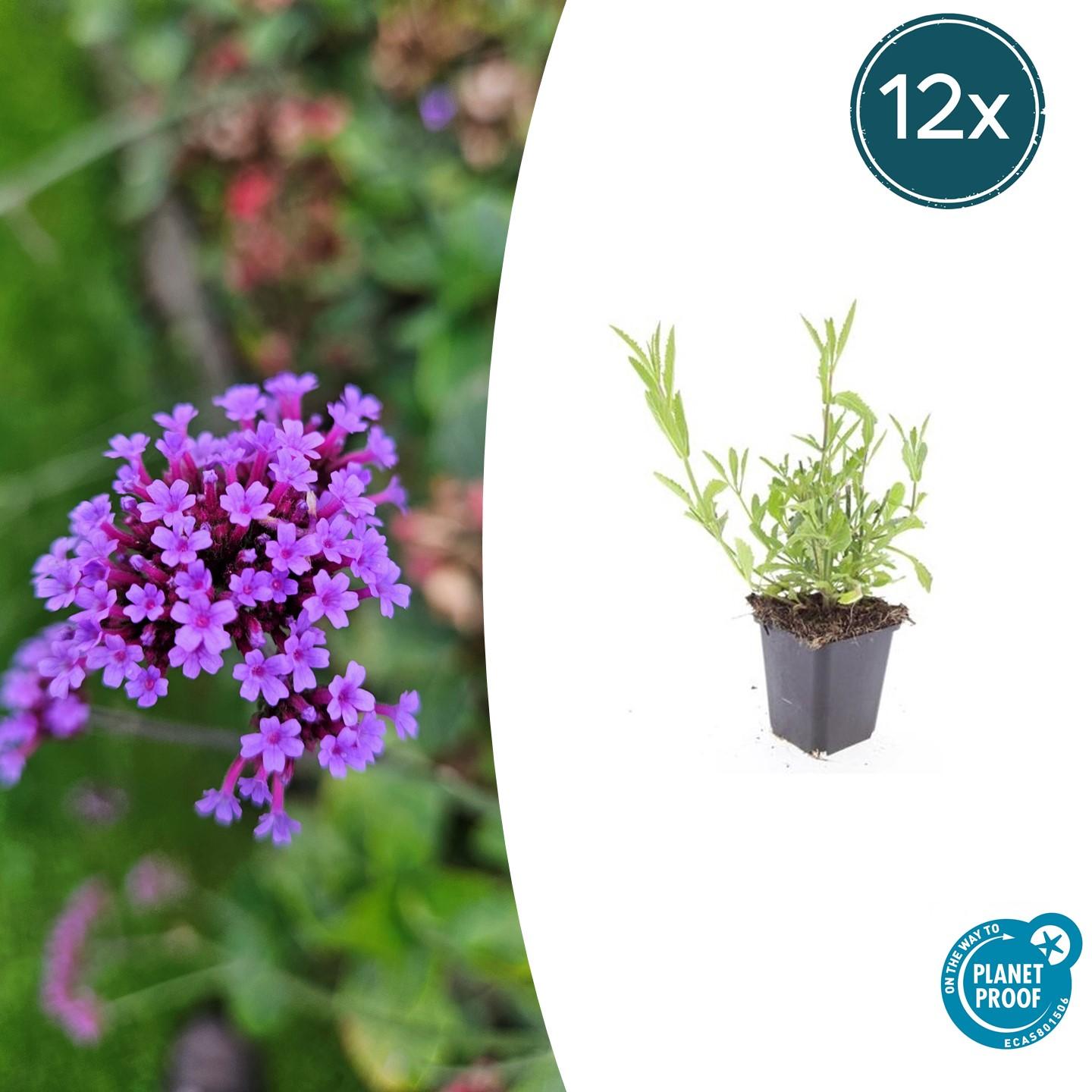 12x Verbena bonariensis - ↕10-25cm - Ø9cm