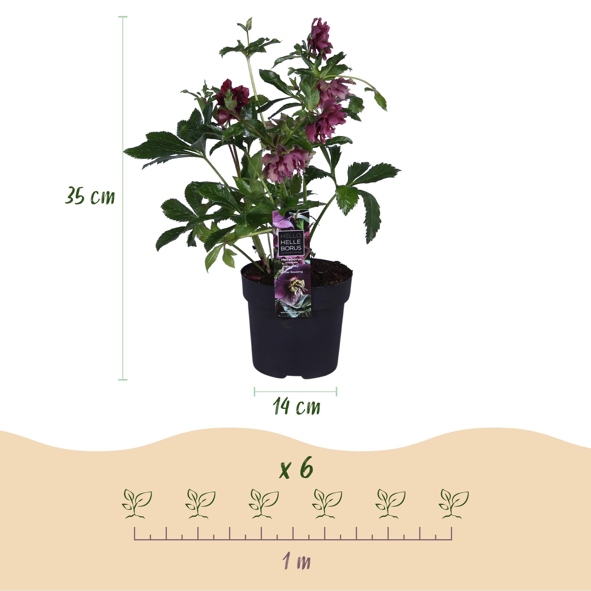Tuinplant - Lenten Rose - Helleborus orientalis Double Ellen Red - Rode Bloem -2 Planten - Groenblijvend - Pot 14cm Hoogte 35cm