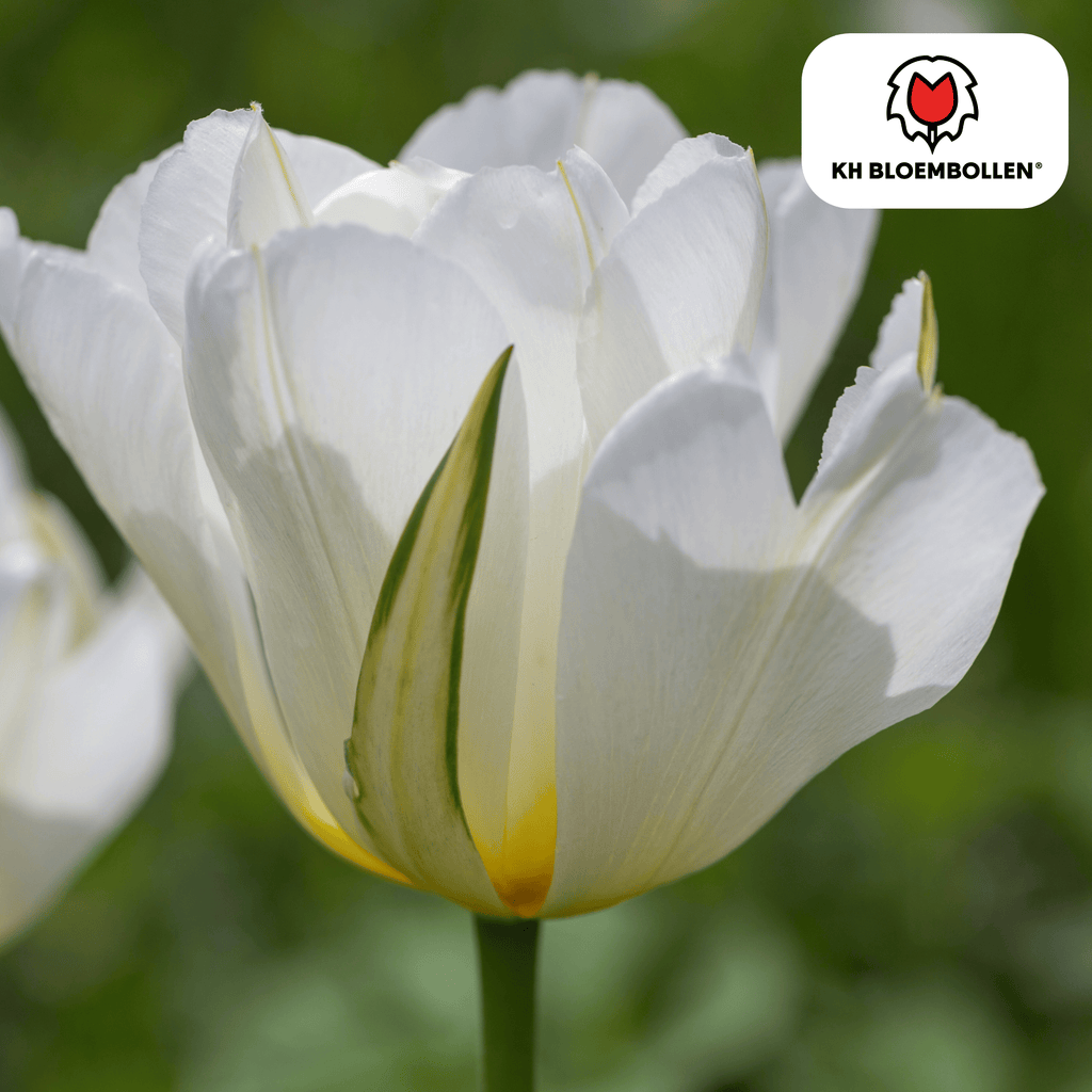 Tulpenbollen White Valley – 20 Stuks | KH Bloembollen® | Witte Tulp – Fris, Elegant & Tijdloos – Voor Tuin of Pot – Maat 11/12 – Vers van de Teler