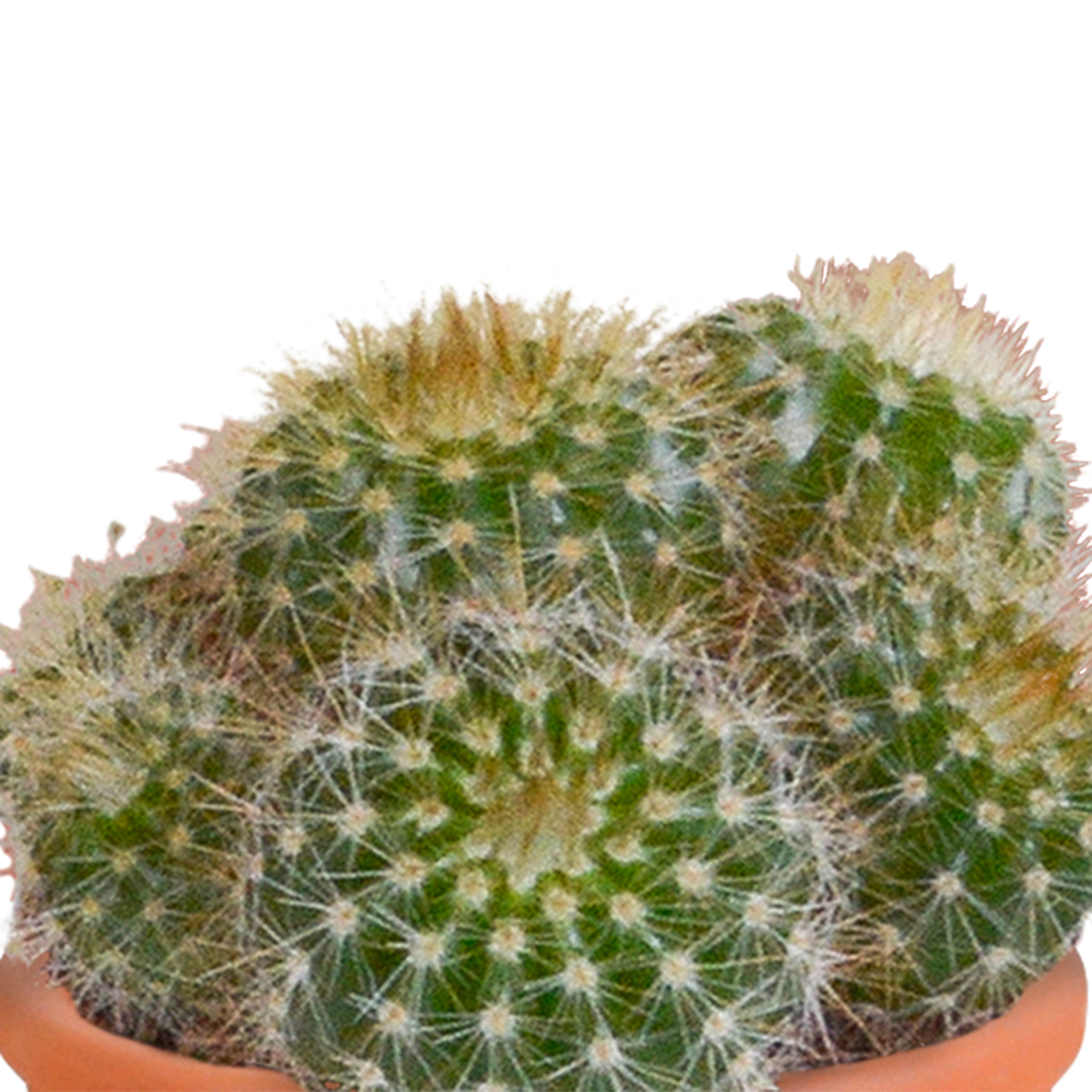 Cactus en vetplanten mix 5.5 cm | 15 stuks - in terracotta pot