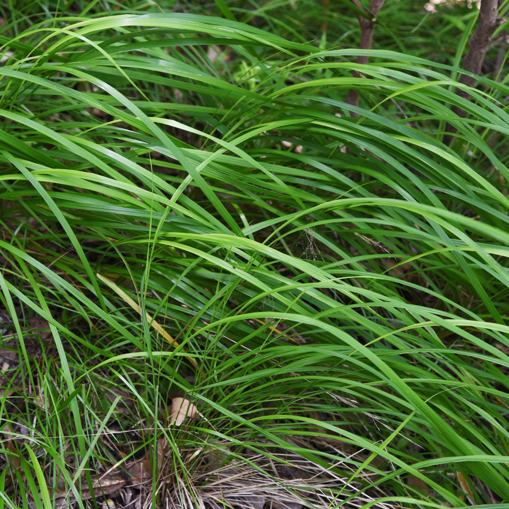 12x Carex morrowii - ↕10-25cm - Ø9cm