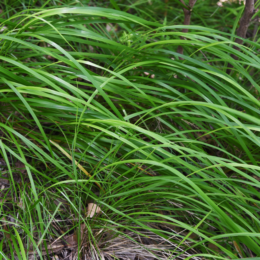 12x Carex morrowii - ↕10-25cm - Ø9cm