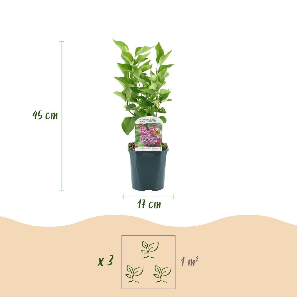 Tuinplant - Syringa vulgaris Michel Buchner - Gewone Sering - Winterhard - Roze - 1 Plant - Pot 17cm - Hoogte 45cm