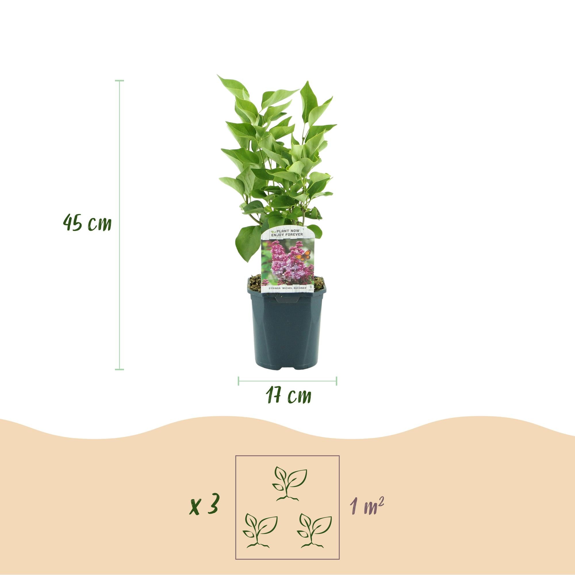 Tuinplant - Syringa vulgaris Michel Buchner - Gewone Sering - Winterhard - Roze - 1 Plant - Pot 17cm - Hoogte 45cm