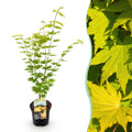 Terrasplant - Japanse Esdoorn - Acer palmatum Jordan - Geel - 1 Plant - Bladverliezend - Pot 19cm Hoogte 70cm