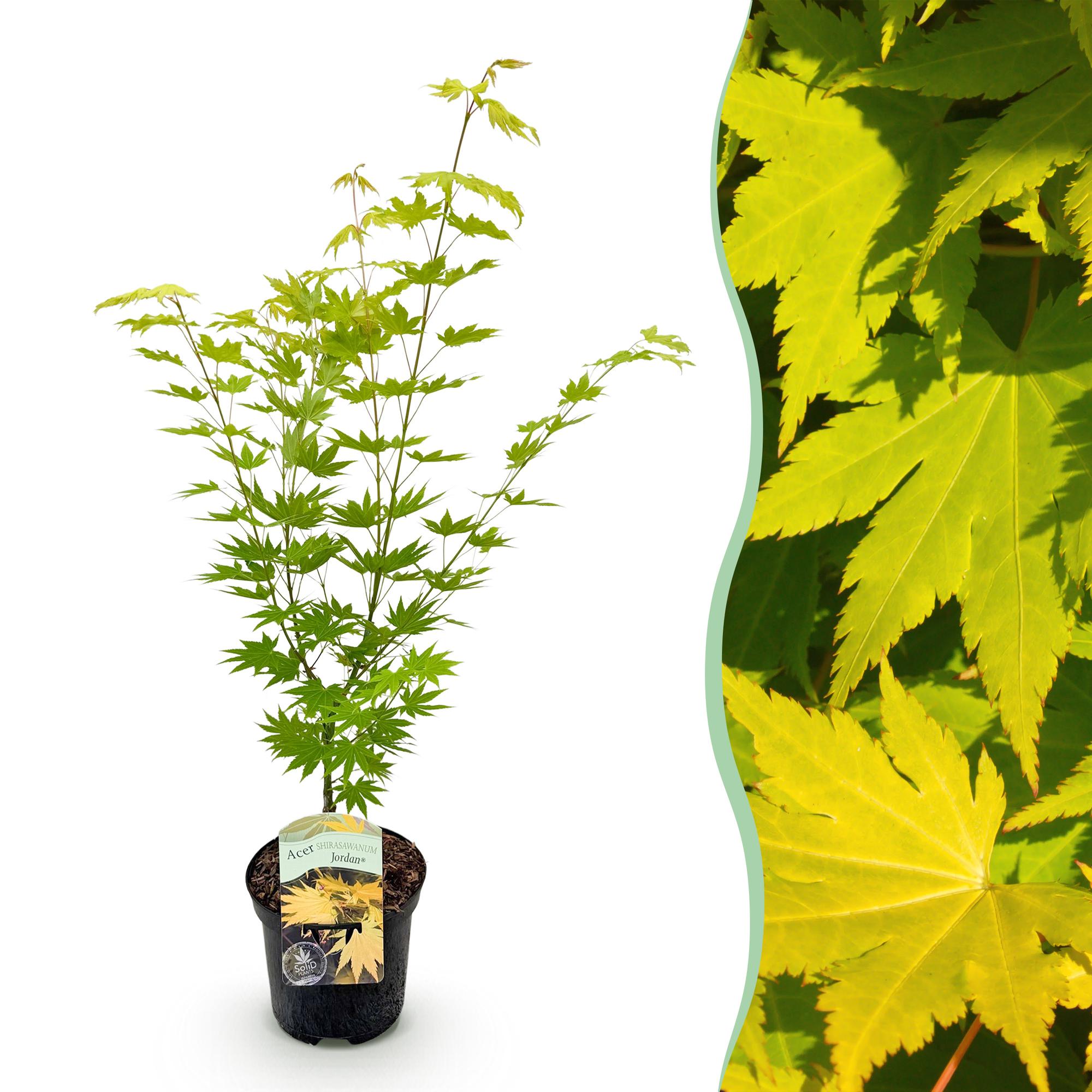 Terrasplant - Japanse Esdoorn - Acer palmatum Jordan - Geel - 1 Plant - Bladverliezend - Pot 19cm Hoogte 70cm
