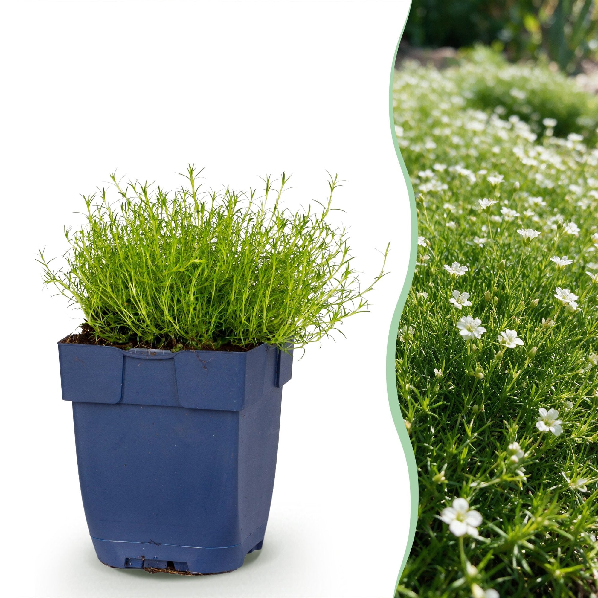 Vasteplant - Sagina subulata - Vetmuur - Rotsplanten - Wit - 6 Planten - Pot 11cm - Hoogte 15-25cm