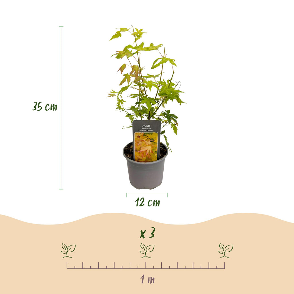 Tuinplant - Acer palmatum Orange Dream - Oranje - 3 Planten - Bladverliezend - Weinig Onderhoud - Pot 12cm Hoogte 35cm