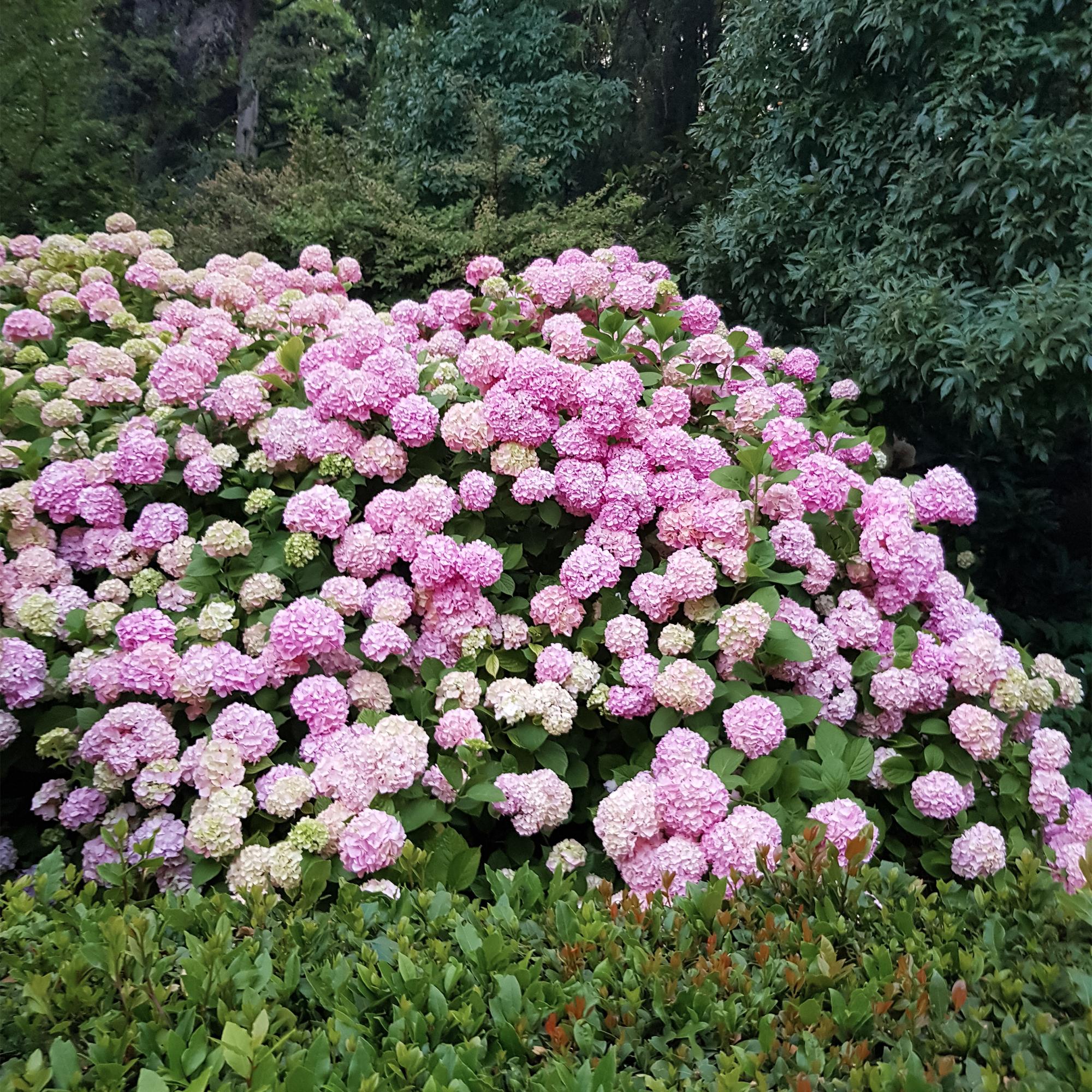 Tuinplant - Hydrangea macrophylla Roze - Hortensia - Winterhard - Roze - 3 Planten - Pot 12cm - Hoogte Hoogte 20-30cm