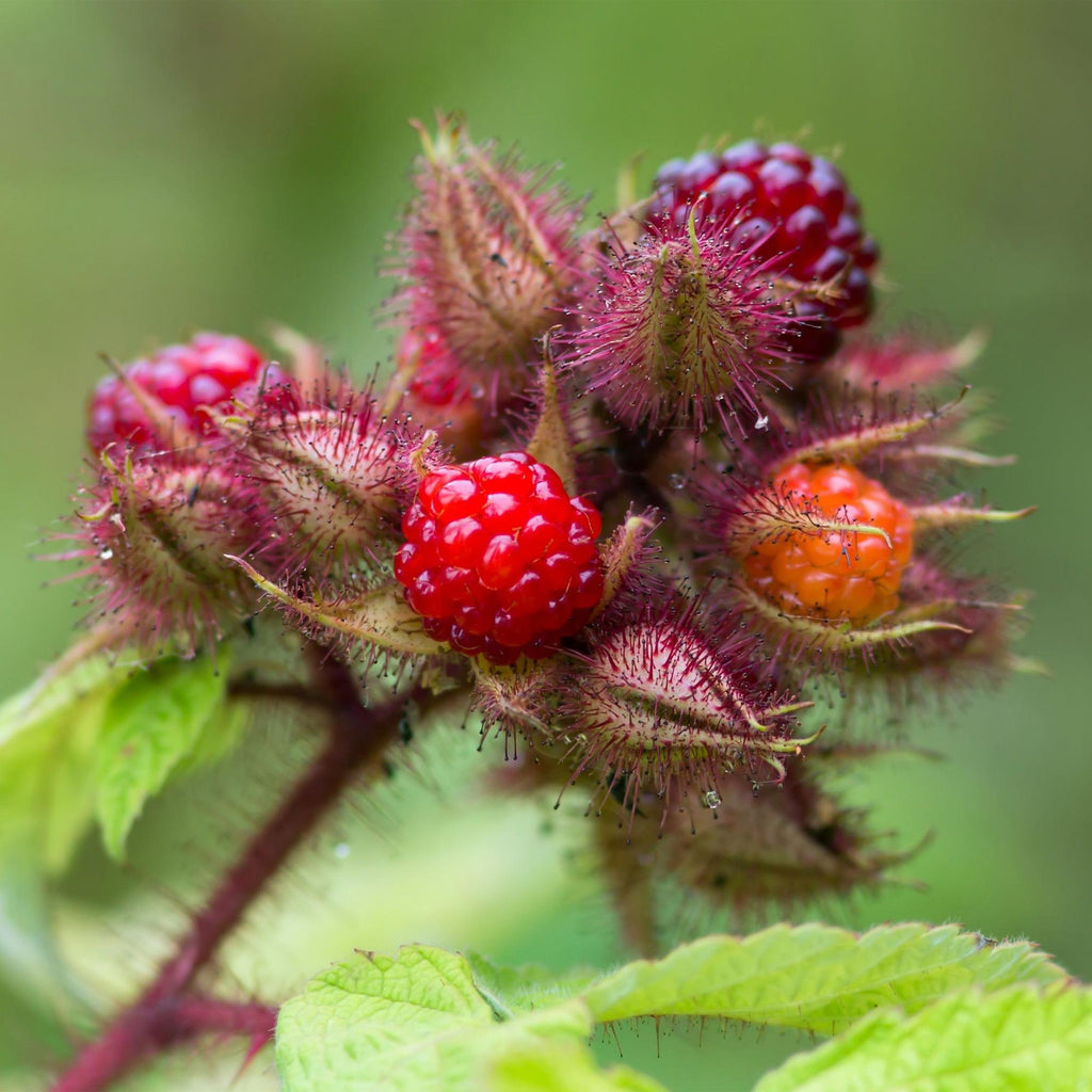 Fruitplant - Rubus phoenicolasius - Japanse wijnbes - Winterhard - Fel Rode Framboos - 2 Planten - Pot 15cm - Hoogte 50cm