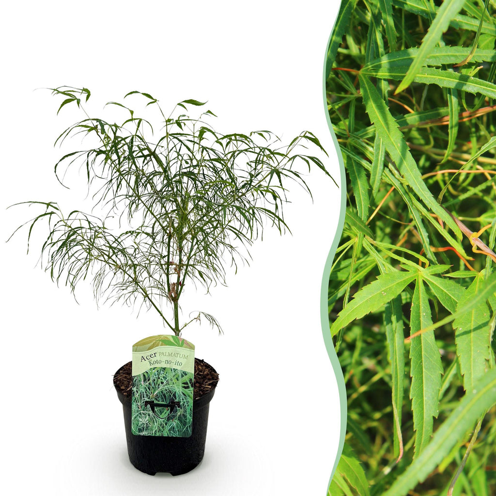 Terrasplant - Japanse Esdoorn - Acer palmatum Koto-no-ito - Groen - 1 Plant - Bladverliezend - Pot 19cm Hoogte 70cm