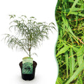 Terrasplant - Japanse Esdoorn - Acer palmatum Koto-no-ito - Groen - 1 Plant - Bladverliezend - Pot 19cm Hoogte 70cm