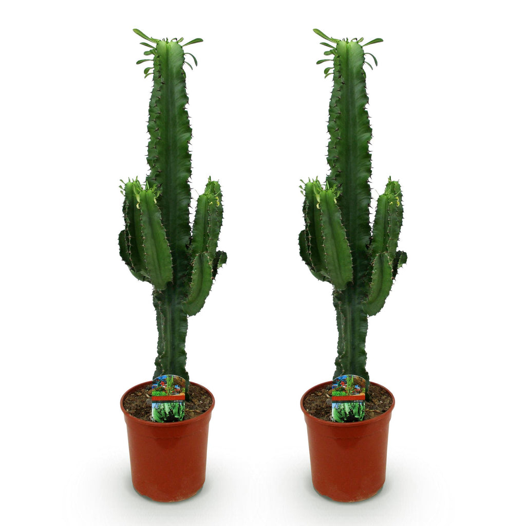 Kamerplant - Euphorbia eritrea - Afrikaanse melkboom - Weinig onderhoud - Groen - 2 - Pot 19cm - Hoogte 70cm