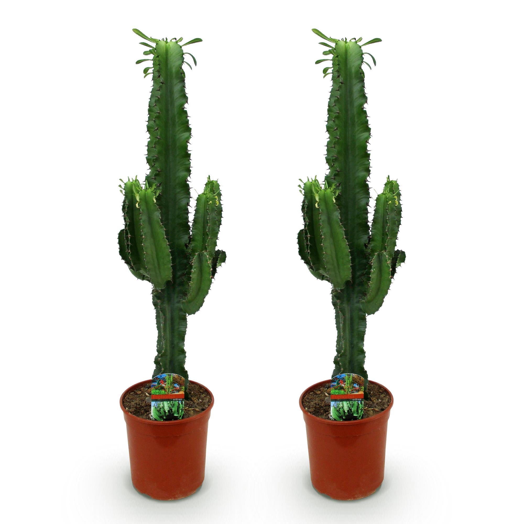 Kamerplant - Euphorbia eritrea - Afrikaanse melkboom - Weinig onderhoud - Groen - 2 - Pot 19cm - Hoogte 70cm